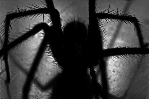 梦见黑色大蜘蛛什么意思，女生梦见踩死蜘蛛的预兆图1