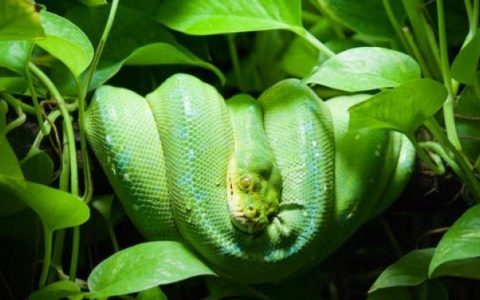 女人梦见绿蛇是怀孕，中年女人梦见绿蛇是什么预兆