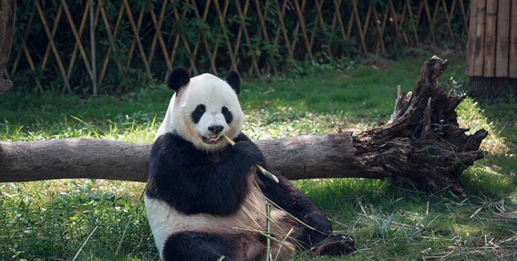 女人梦见熊猫是啥意思，女人梦见熊猫是什么预兆图2