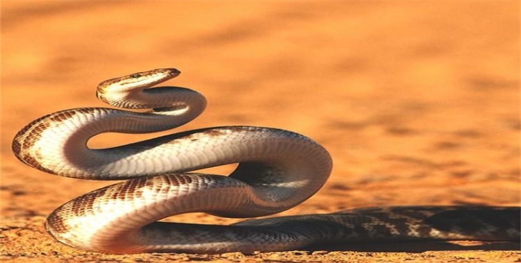 属蛇每月份出生的命运，属蛇人出生于不同月份的命运图3