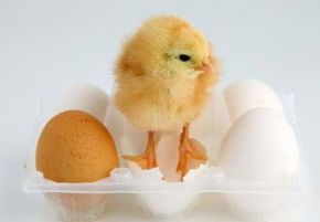 女人梦见鸡蛋孵出小鸡和小鸟，女人梦见鸡蛋孵出小鸡什么意思图1
