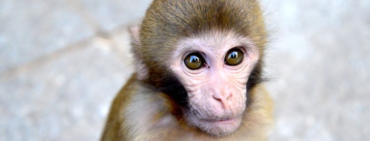 属猴的是什么命，1992年8月出生的属猴人是什么命图2