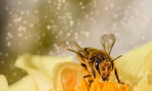 梦见被蜜蜂蜇是什么意思，男人梦见蜜蜂蛰自己是什么预兆图1