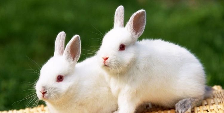 属兔和属鼠的合不合，属鼠的和属兔的合不合婚姻图1