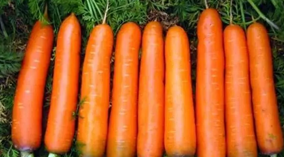 胡萝卜的英文,胡萝卜的英文单词图1
