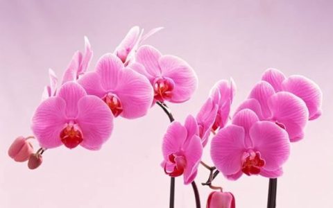 粉色颜色代码,嫩粉色的rgb是多少