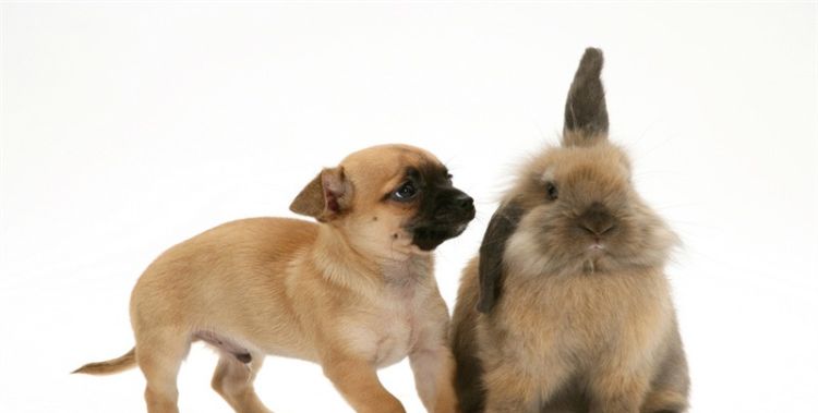男属狗和女属兔合吗，男属狗女属兔合不合适图1