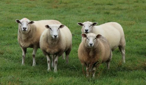 943岁几几年出生的，属羊的今年多少岁2023图4