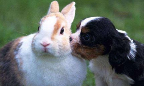 兔和狗属相合不合，狗跟兔子属相合不合做夫妻图2