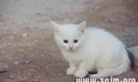 梦见母猫生小猫是什么意思