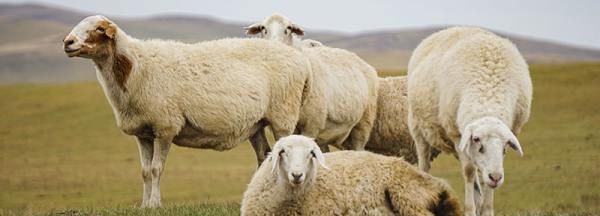 和属羊的人适合在一起的属相有哪些,属羊的和什么属相最配图2