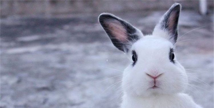 兔和兔相配婚姻会幸福，兔子和兔子的婚姻相配吗图2