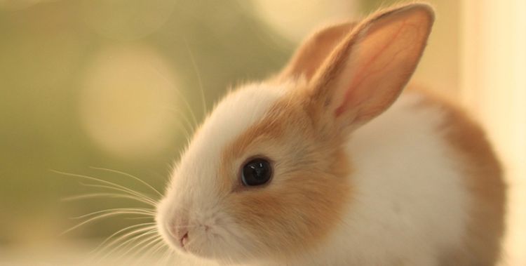 兔和兔相配婚姻会幸福，兔子和兔子的婚姻相配吗图3