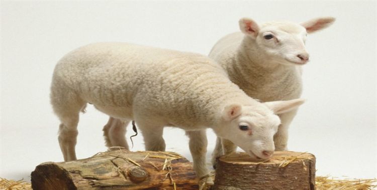 属羊几月出生好，属羊的几月出生最好命农历图1