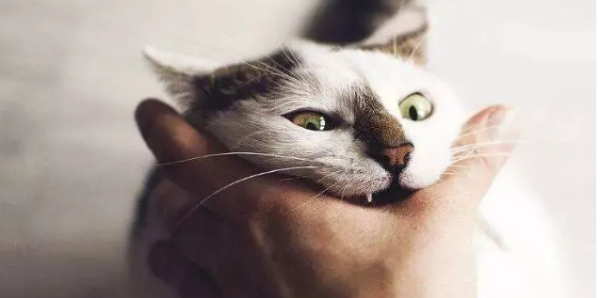 女人梦见猫咬手预兆周公解梦，女人梦到被猫咬到手是什么意思图2