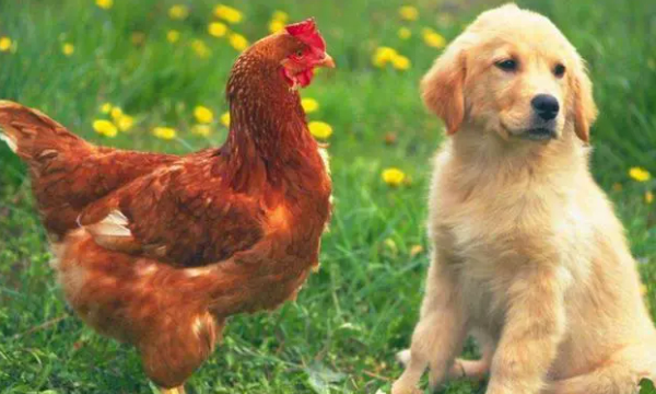 鸡和狗的属相合不合，属鸡和属狗的合不合婚姻图4