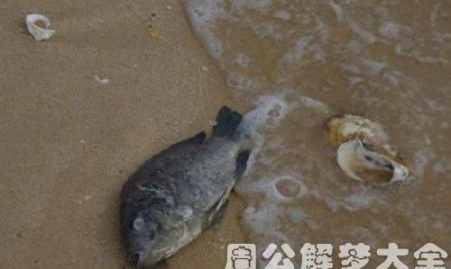 梦见一条大鱼死了是什么意思