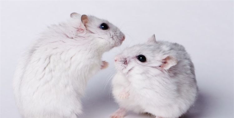 鼠和鼠相配婚姻如何，老鼠和老鼠相配婚姻如何呢图2