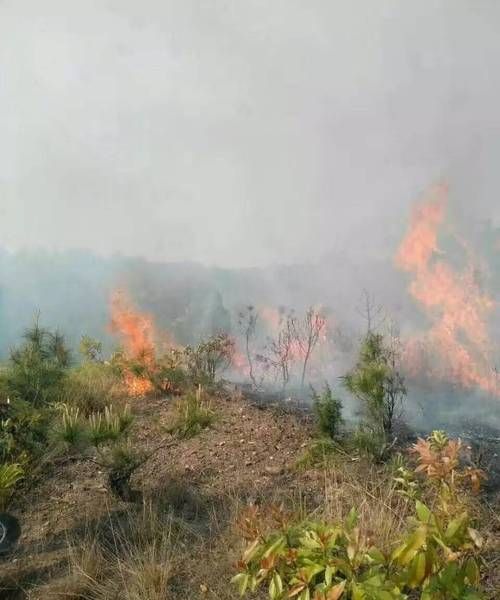 梦见大火烧山是什么意思