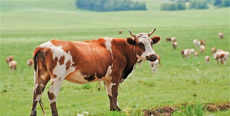 属牛的性格，属牛的人的性格特点是什么图1