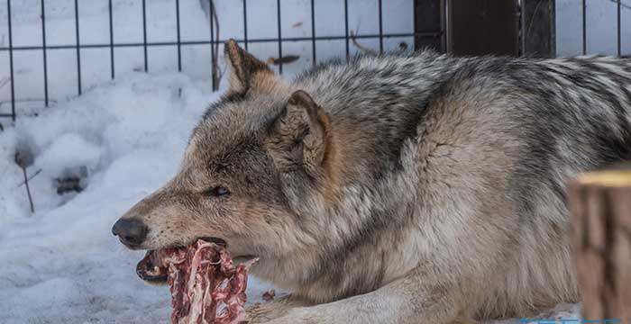 梦见狼狗吃人是什么预兆