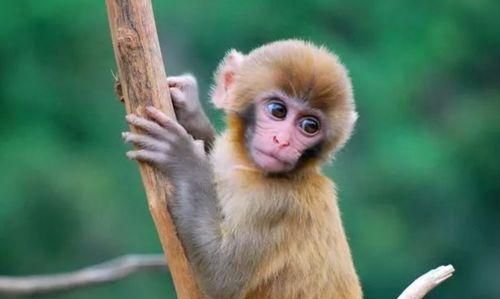 1992年8月出生的属猴人是什么命