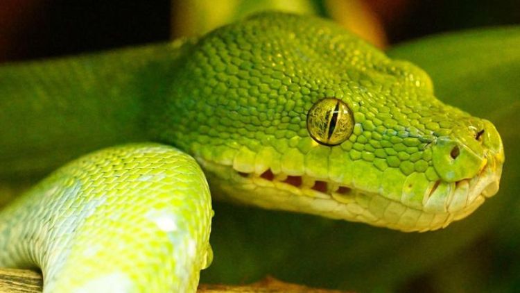 已婚女人梦见绿色的蛇是什么意思周公解梦