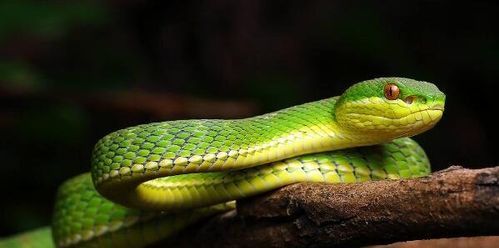 女人梦见绿色的蛇是什么预兆周公解梦