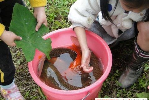 女人梦见捞了好多活鱼