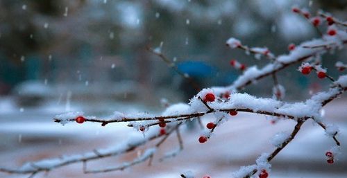 梦见鹅毛大雪满天飞周公解梦