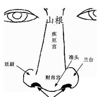 鼻梁高是不是财运好,鼻梁高真的影响财气图2