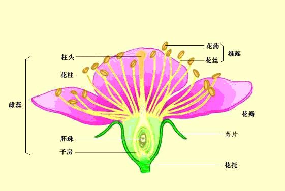 风中百合,台湾电视连续剧风中百合的演员是谁演的图2