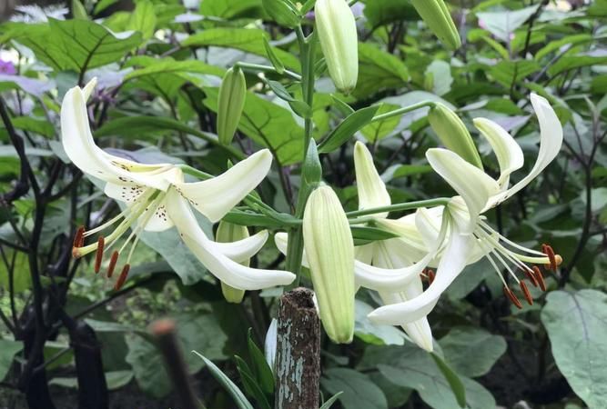 百合花的花蕊长什么样子