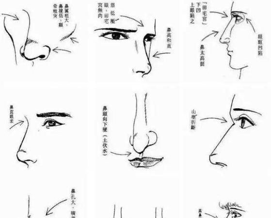 鼻型面相分析图