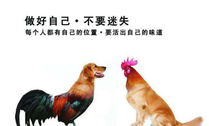 属狗和属鸡的婚姻合,生肖狗和鸡的婚姻怎样图2