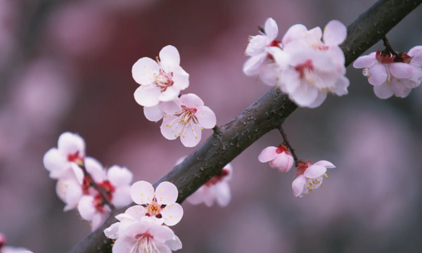 春分节气的含义是什么,春分节气的含义是什么图3