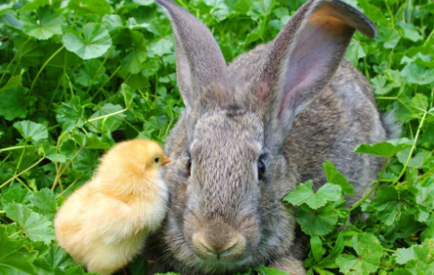 属兔男和属鸡女合不合适,女属鸡的和男属兔的相配图2