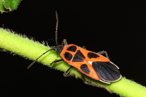 红脊长蝽,这是什么虫子识别拍照图3