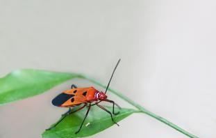 红脊长蝽,这是什么虫子识别拍照图4