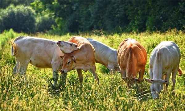 梦见牛吃草是什么预兆