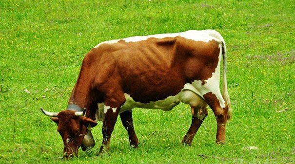 梦见牛吃草是什么预兆