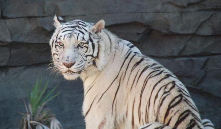 做梦梦见白色老虎很乖还摸它的头