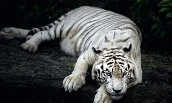 梦见一只巨大的白老虎有什么预兆吗