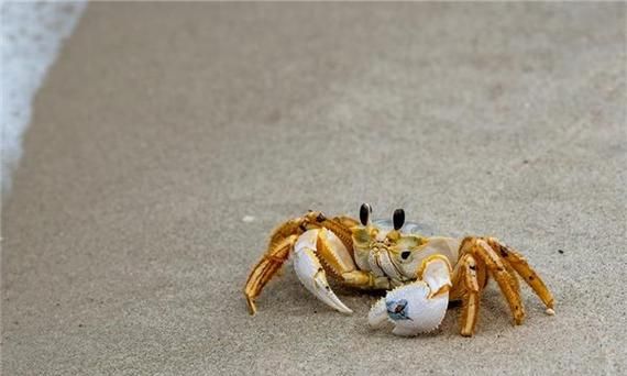 梦到螃蟹在身上爬是什么意思