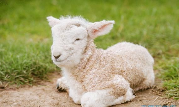 羊和什么的属相适合结婚吗
