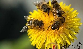 梦见蜜蜂在自己身上什么意思
