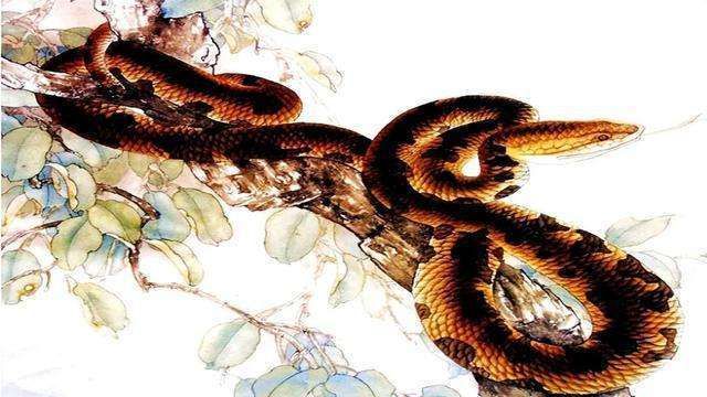 蛇和蛇相配婚姻如何