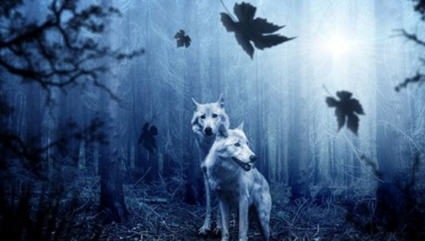 做梦梦见狼是什么意思,做梦梦到狼狗追我是什么意思图3