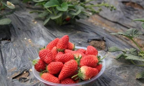 梦见去摘草莓吃有什么预兆是什么意思