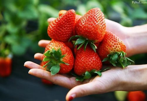 梦见摘草莓吃是什么预兆